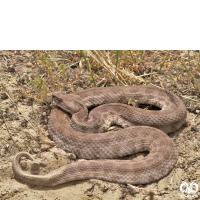 گونه گرزه مار Levantine Viper